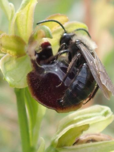 Andrena pilipes
